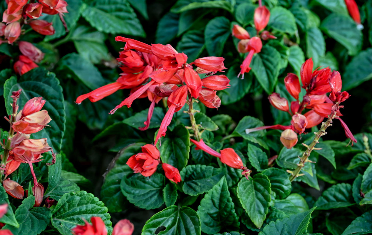Изображение особи Salvia splendens.
