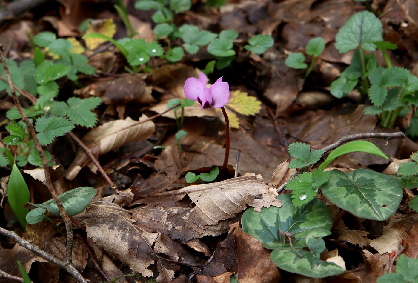 Image of Cyclamen coum specimen.