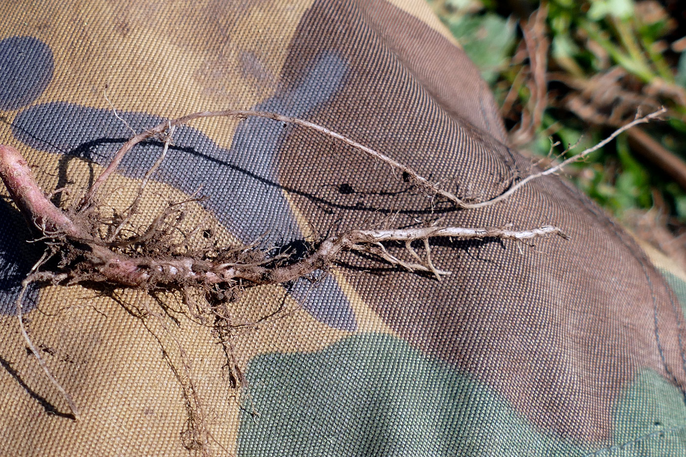 Image of Persicaria lapathifolia specimen.