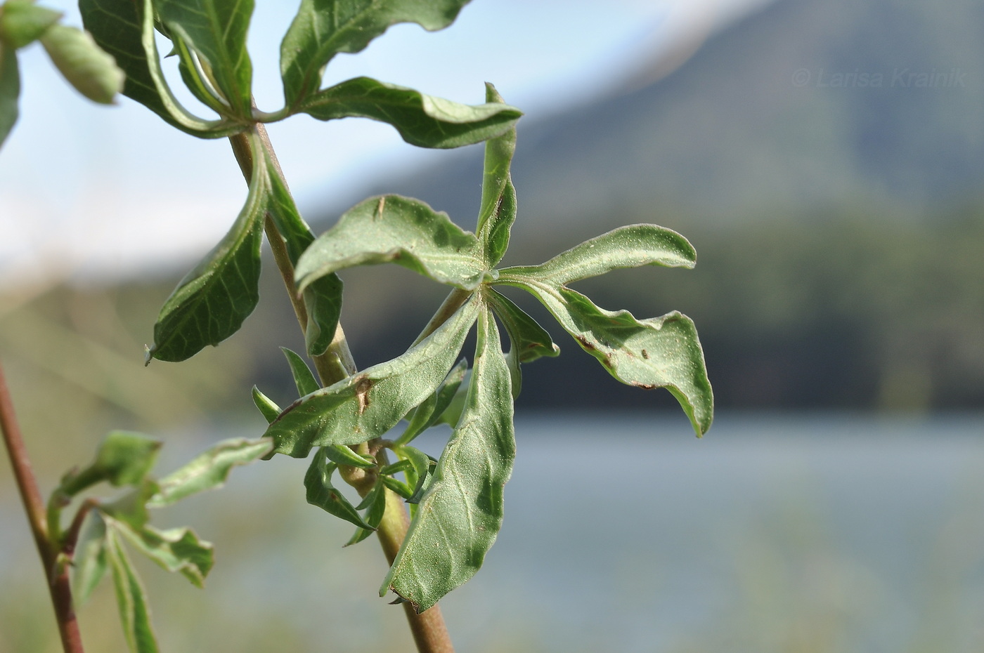 Image of Ipomoea cairica specimen.