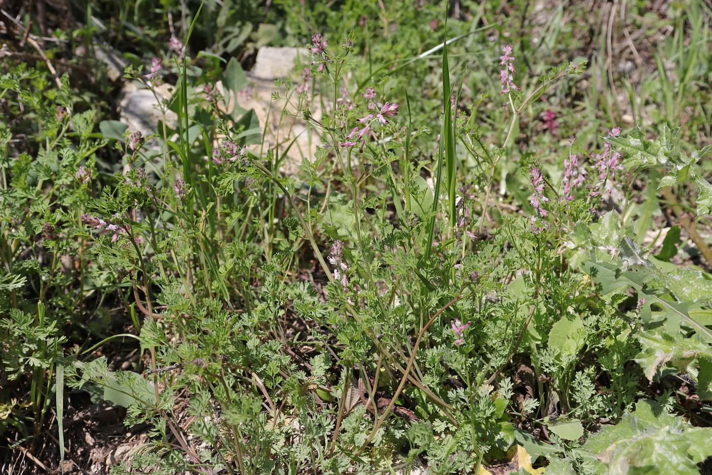 Изображение особи Fumaria kralikii.