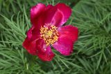 Paeonia tenuifolia. Цветок. Томская обл., г. Томск, Сибирский ботанический сад Томского государственного университета, в культуре. 26.06.2025.
