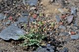 Sonchus asper