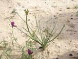 Allium sabulosum. Нецветущее растение. Узбекистан, Каракалпакстан, Кйзкеткен, равнина. 30 апреля 2026 г.