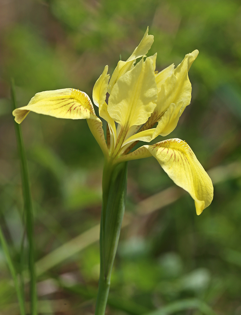 Image of Iris vorobievii specimen.