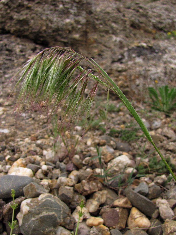 Image of Anisantha tectorum specimen.