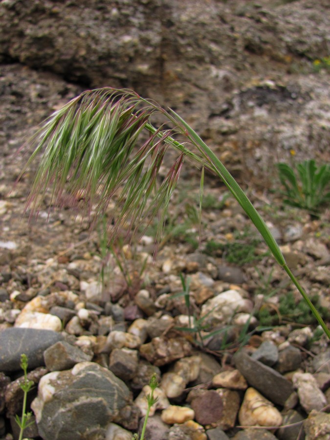 Изображение особи Anisantha tectorum.