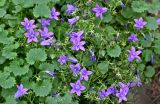Campanula portenschlagiana. Соцветия и листья. Калининградская обл., г. Калининград, в культуре. 28.06.2025.
