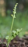 Botrychium lunaria. Вайя с развивающимися спорангиями. Карелия, Лахденпохский р-н, окр. пос. Ихала, на краю песчаного карьера. 14.06.2026.
