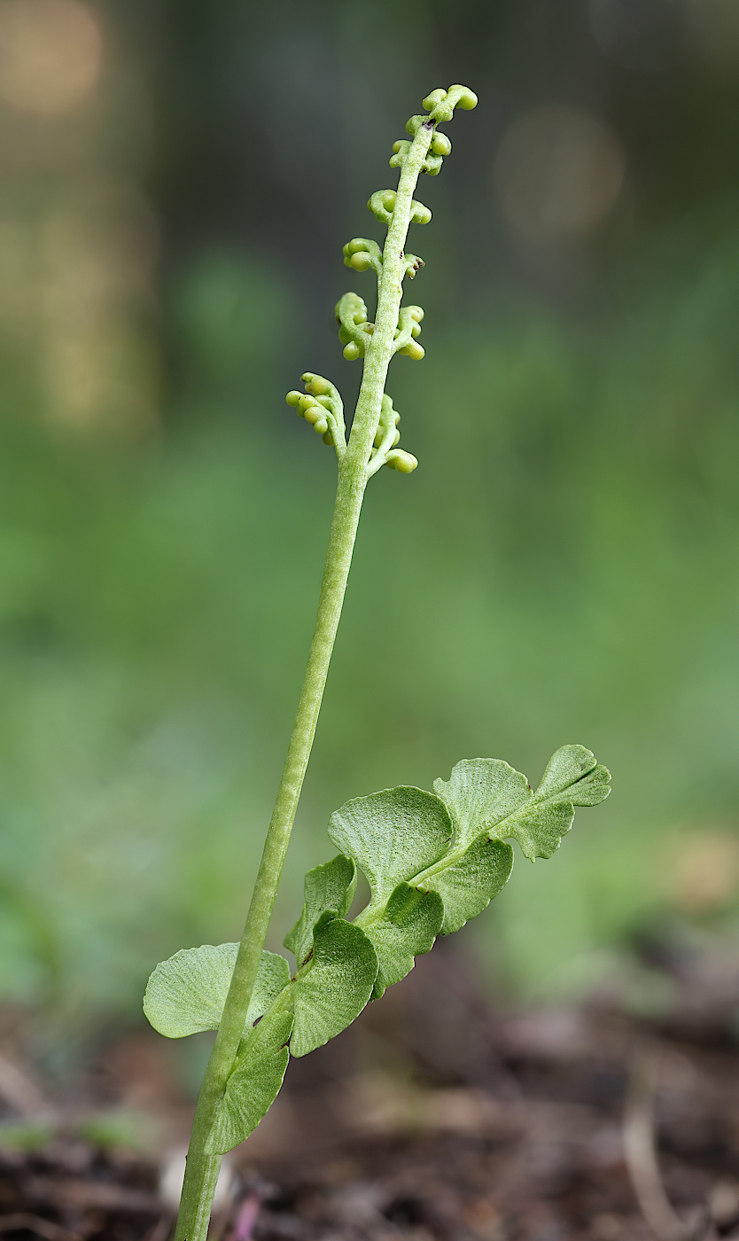 Image of Botrychium lunaria specimen.