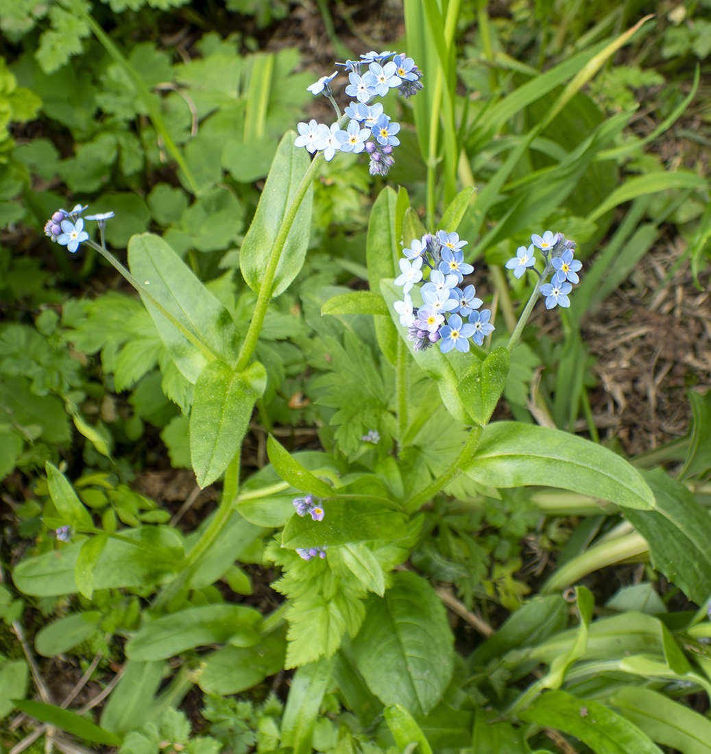 Image of Myosotis sylvatica specimen.