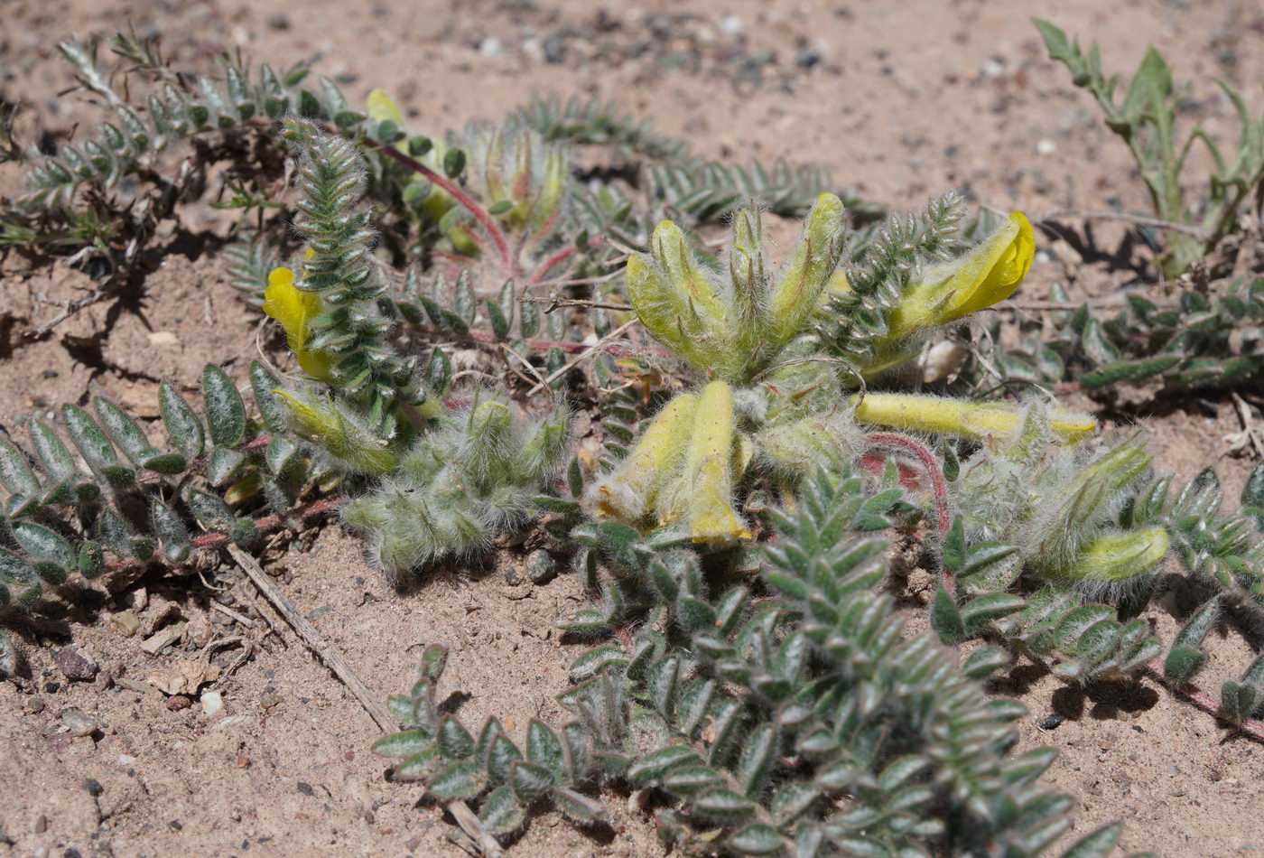 Изображение особи род Astragalus.