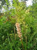 Orobanche krylowii. Цветущее растение (паразитирует на Thalictrum minus). Хакасия, Ширинский р-н, окр. с. Ефремкино, массив Тогыз-Аз, лиственнично-берёзовый лес. 11.08.2025.