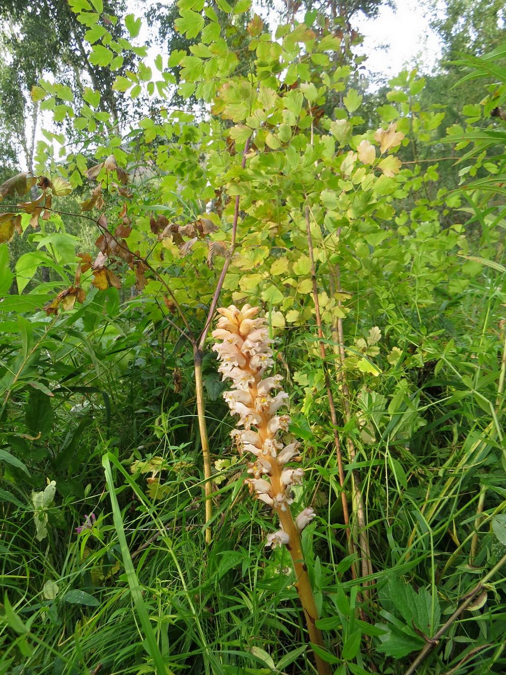 Изображение особи Orobanche krylowii.