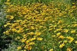 Coreopsis grandiflora