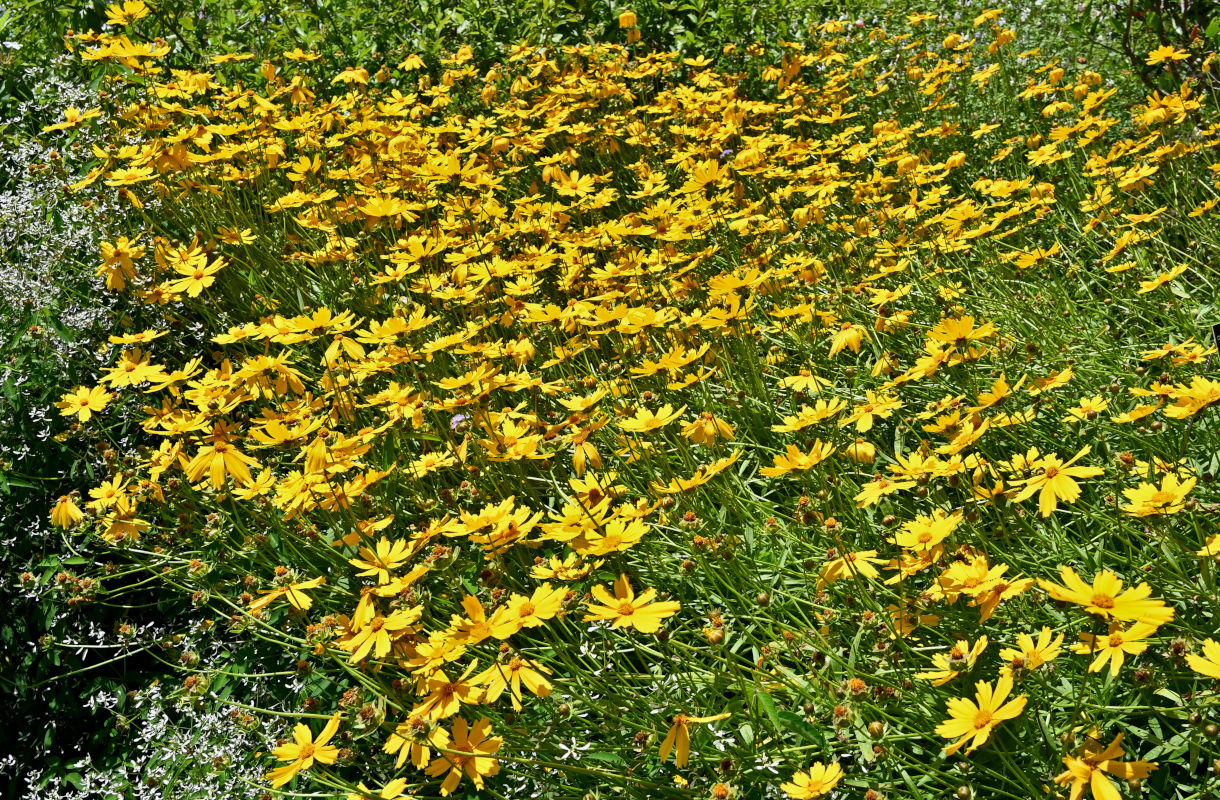 Image of Coreopsis grandiflora specimen.