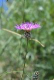род Centaurea. Верхушка побега с соцветием. Грузия, край Самцхе-Джавахети, Аспиндзский муниципалитет, южная окр. с. Тмогви, горная степь, край обрыва. 10 июня 2026 г.
