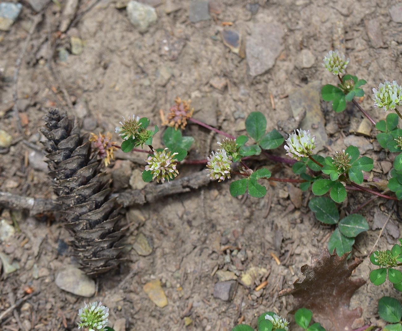 Изображение особи Trifolium repens.