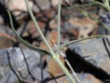 genus Silene. Часть побега. Таджикистан, Горно-Бадахшанская автономная обл., Шугнанский р-н, окр. кишлака Нимос, дол. р. Гунт, ≈ 2820 м н.у.м., каменистая осыпь. 15 июля 2026 г.