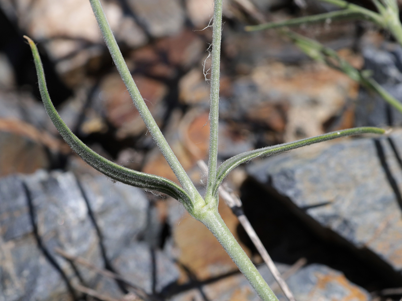 Image of genus Silene specimen.