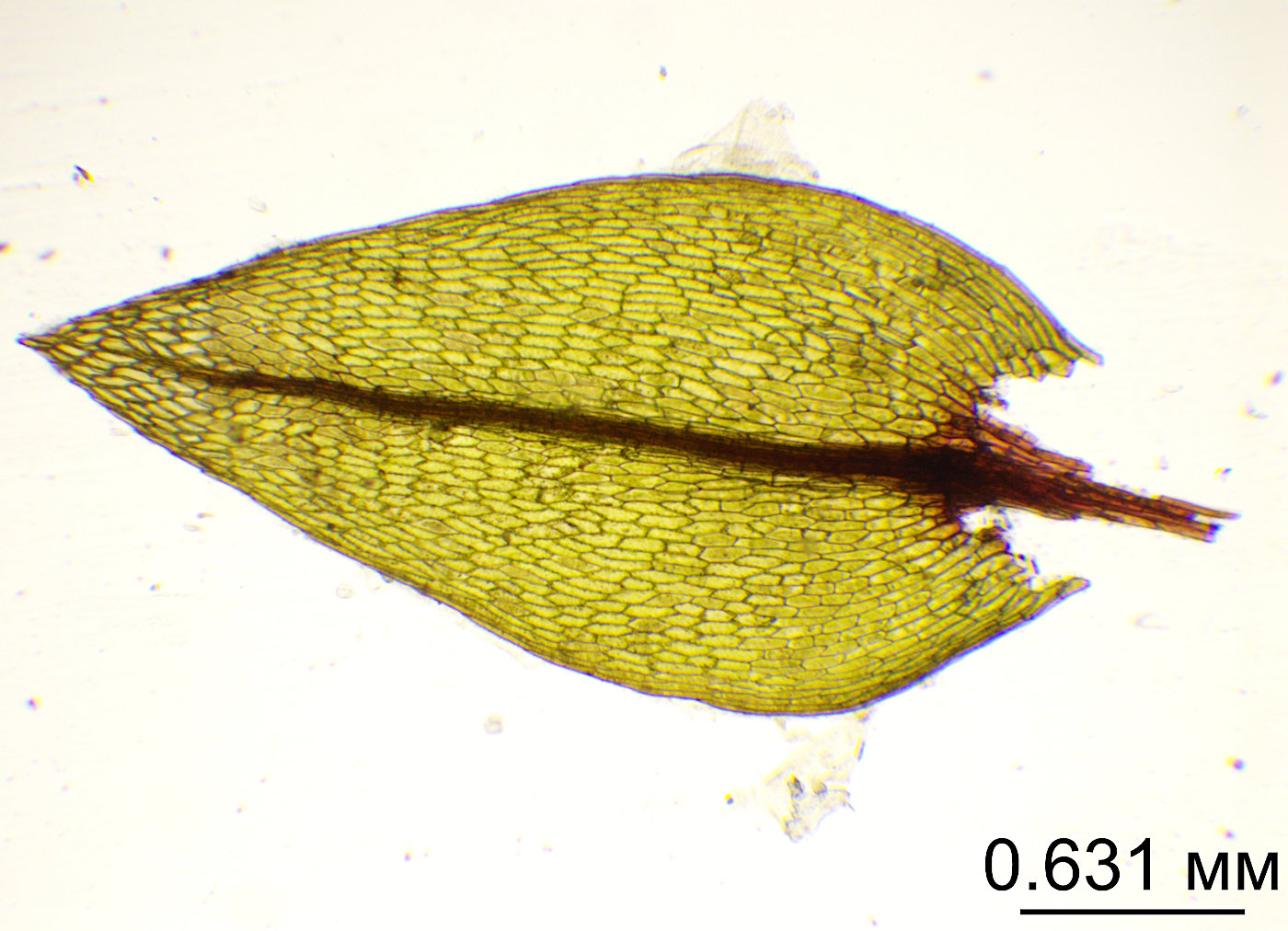 Image of Pohlia ludwigii specimen.