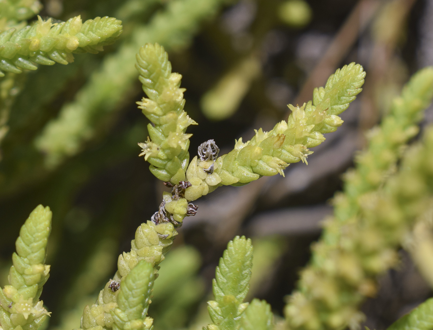 Image of Crassula muscosa specimen.