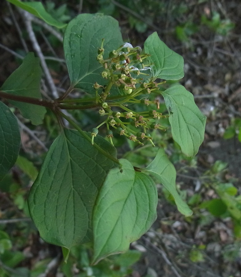 Image of genus Swida specimen.