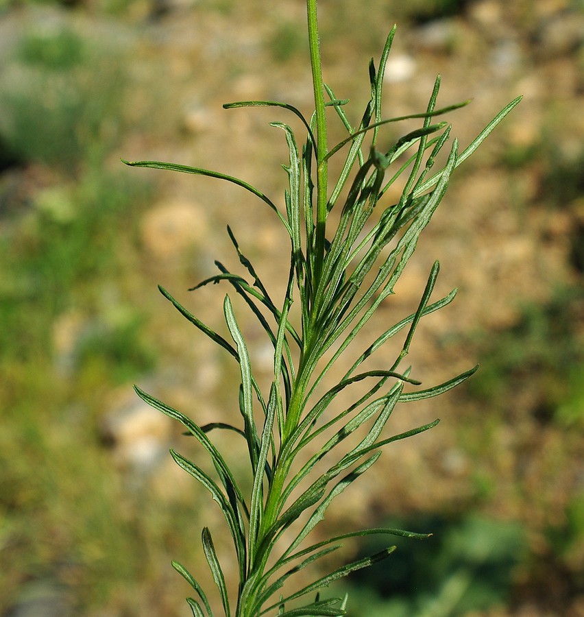 Image of Jurinea suffruticosa specimen.