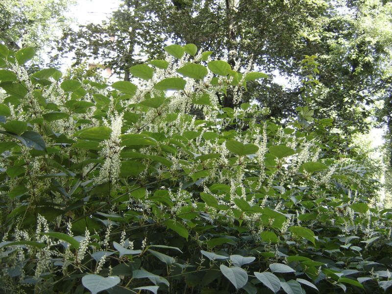 Image of Reynoutria japonica specimen.