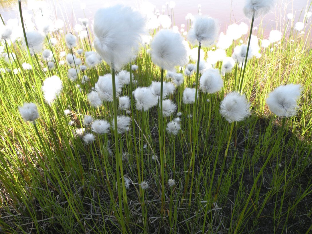 Изображение особи Eriophorum scheuchzeri.