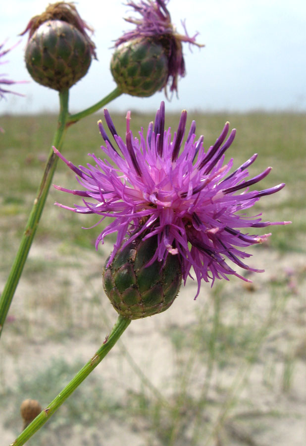 Image of Centaurea adpressa specimen.