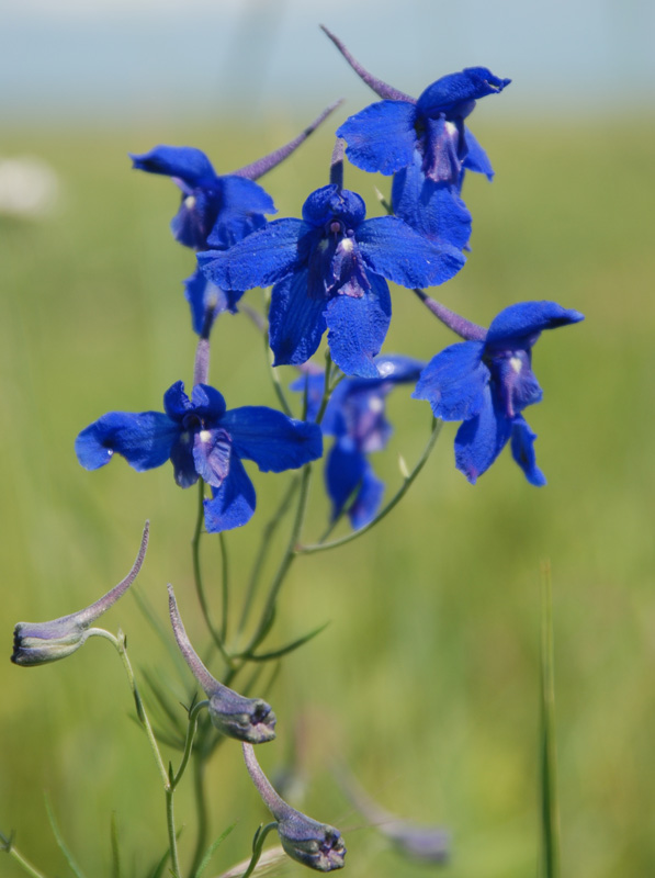 Изображение особи Delphinium grandiflorum.