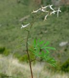 Corydalis ruksansii. Цветущее и плодоносящее растение. Казахстан, Южно-Казахстанская обл., Угамский хр., ущ. р. Сазаната. 06.05.2011.