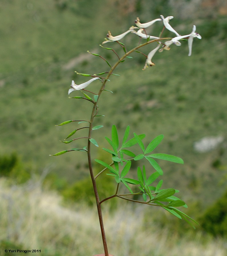 Image of Corydalis ruksansii specimen.