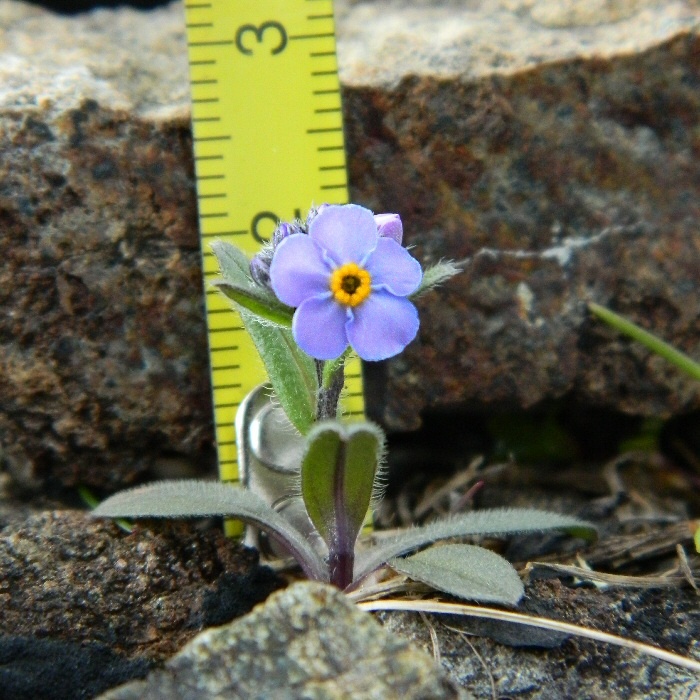 Изображение особи Myosotis asiatica.