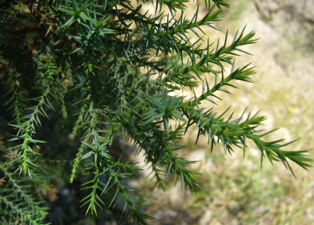 Image of Juniperus turcomanica specimen.