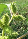 Xanthium orientale