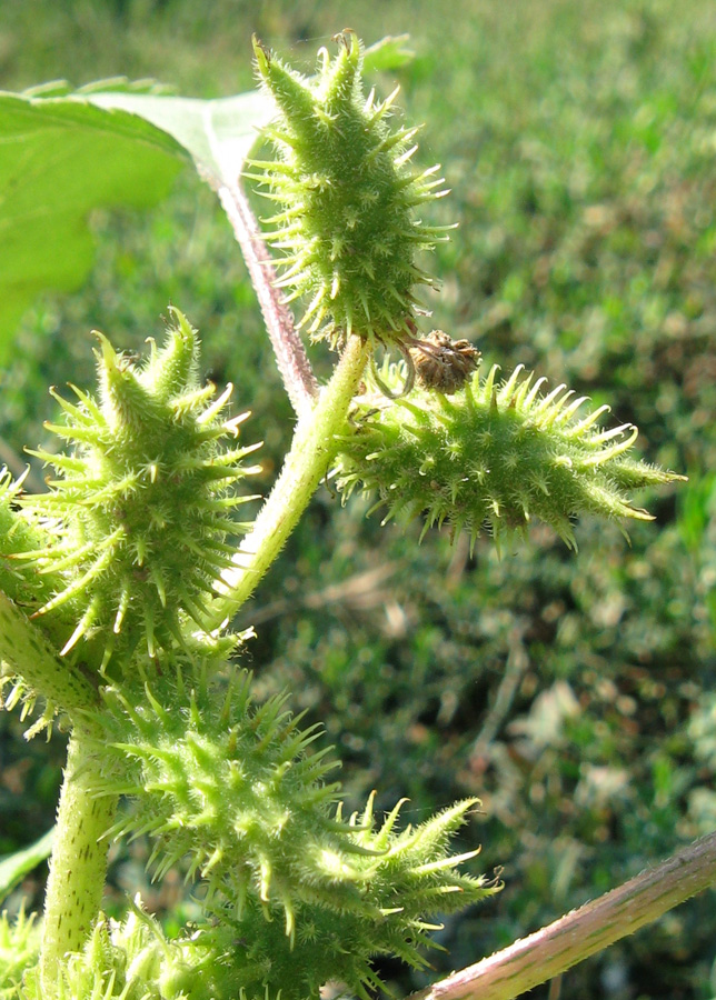 Image of Xanthium orientale specimen.