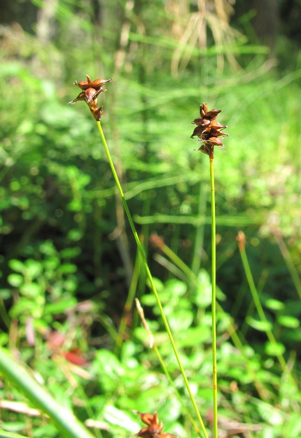 Изображение особи Carex dioica.