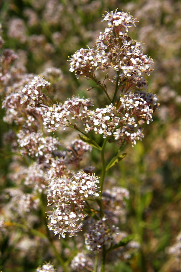 Image of Lepidium latifolium specimen.