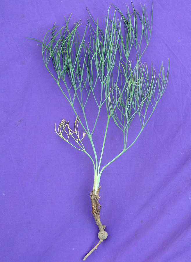 Image of Ferula leucographa specimen.