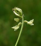 Oxytropis ochroleuca