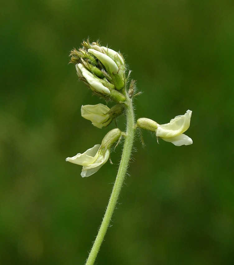 Изображение особи Oxytropis ochroleuca.