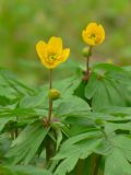 Anemone ranunculoides