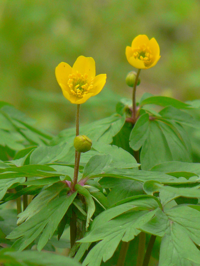 Image of Anemone ranunculoides specimen.