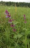 Salvia verticillata. Верхушка побега с соцветием. Словакия, Кошицкий край, район Рожнява. 31.07.2011.