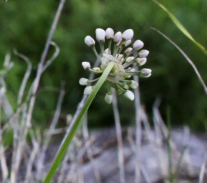 Изображение особи Allium denudatum.