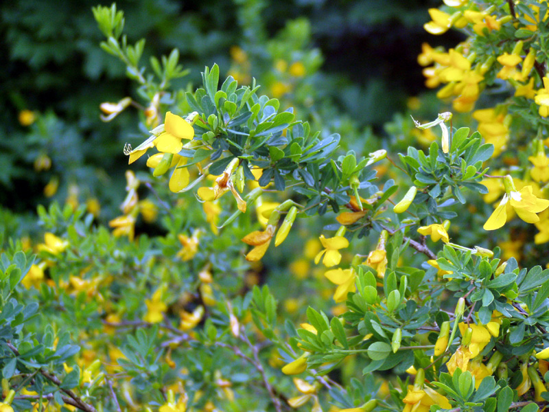 Image of Caragana frutex specimen.
