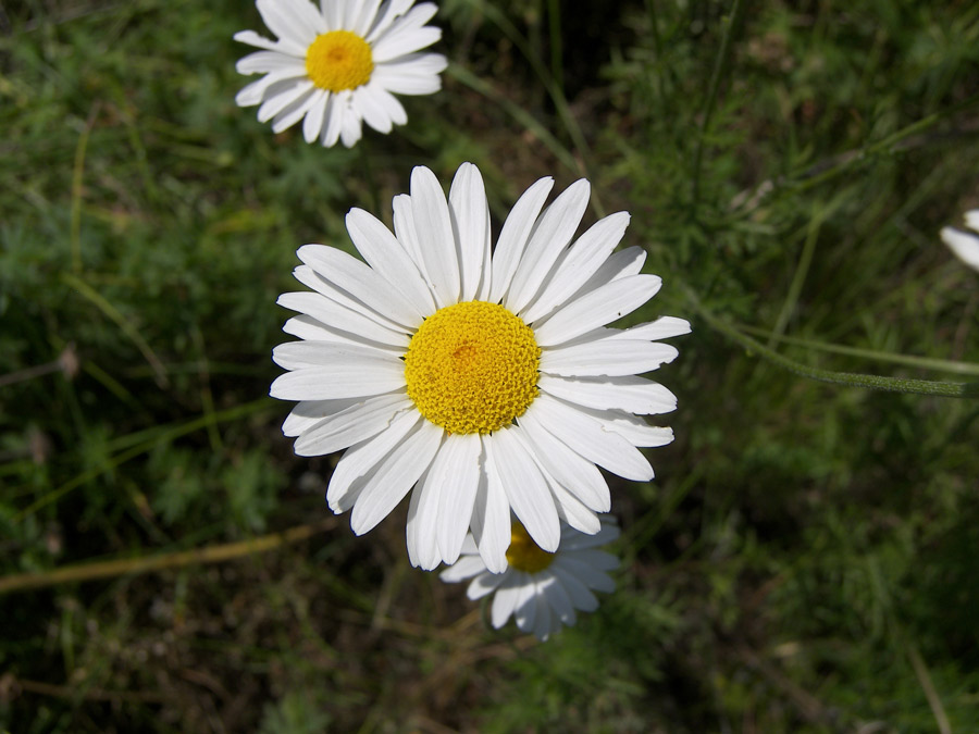 Image of Anthemis rigescens specimen.