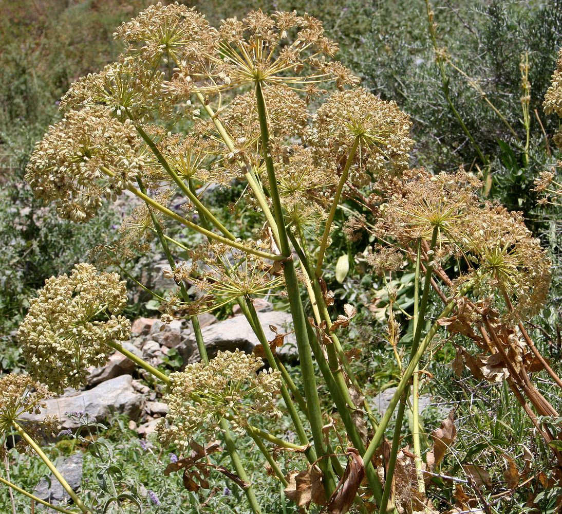 Image of Archangelica komarovii specimen.